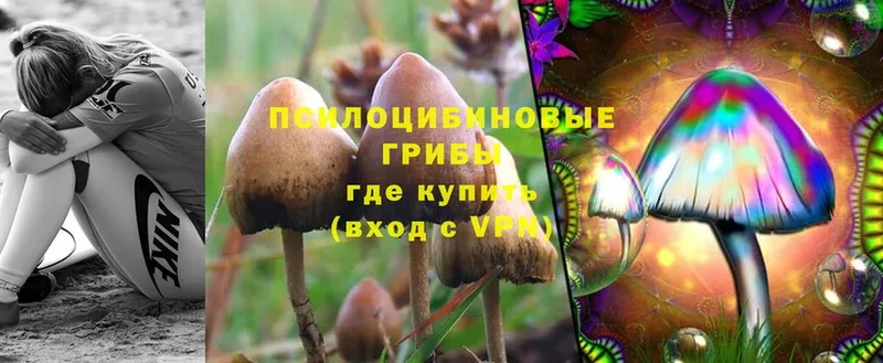 купить   Заозёрск  Галлюциногенные грибы Psilocybine cubensis 